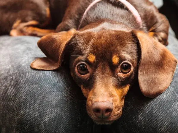 Les 10 accessoires pour chien indispensables