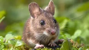 Prendre soin de votre souris : conseils essentiels pour un compagnon épanoui !